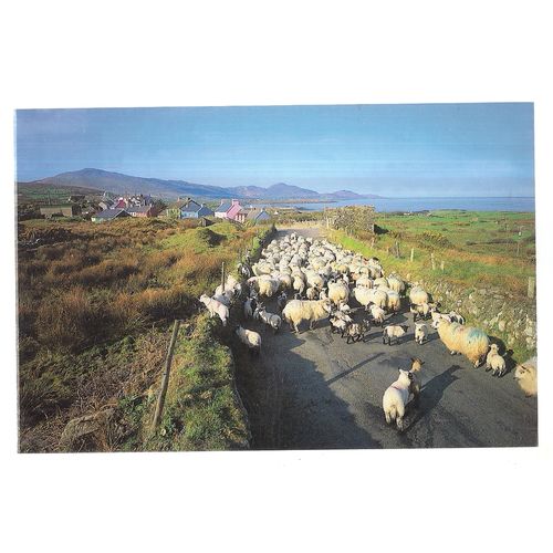 SHEEP AT EYERIES, BEARA, WEST CORK, IRELAND used postcard 2004 postmark =