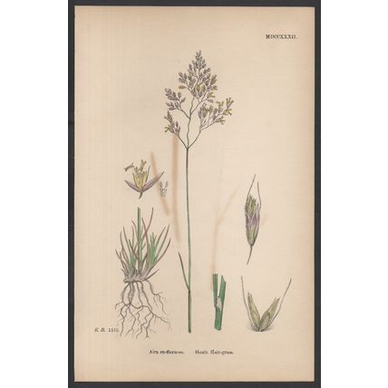 HEATH HAIR-GRASS 1872 John Edward Sowerby PLANT PRINT