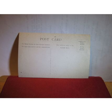 DAFFODILS unused antique postcard RP flowers =