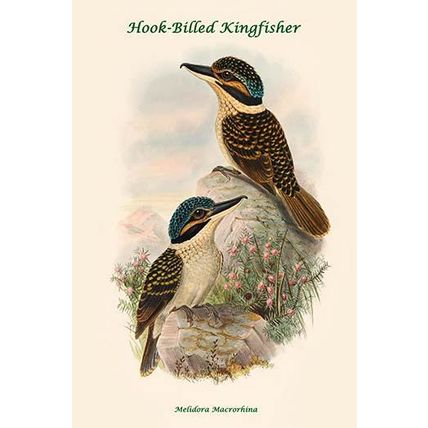 Melidora Macrorhina - Hook-Billed Kingfisher 20 x 30 Poster