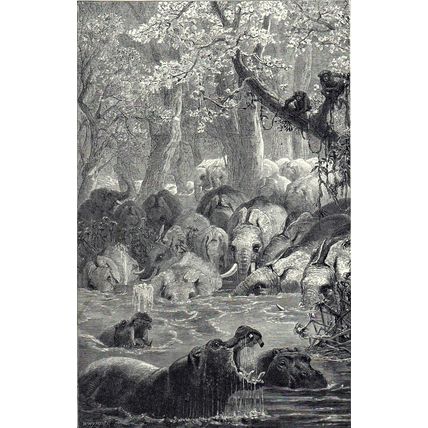 HAUNT OF THE AFRICAN ELEPHANT 1894 Josiah Wood Whymper VICTORIAN ENGRAVING