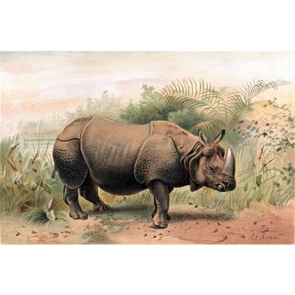 INDIAN RHINOCEROS 1894 Pierre Jacques Smit VICTORIAN CHROMOLITHOGRAPH