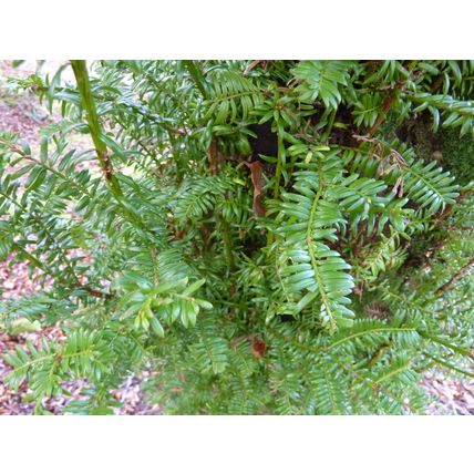 10 YEW TAXUS BACCATA TREE SAPLINGS 10-20CM - BARE ROOTED DUG TO ORDER WOODLAND