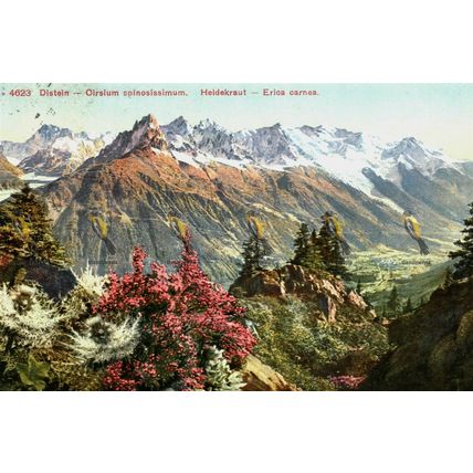 Distein, Cirsium Spinosissimum Heidekraut, Erica carnea, Photoglos Postcard 1929