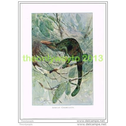 AFRICAN CHAMELEON, BOOK ILLUSTRATION (PRINT), LYDEKKER, c1916