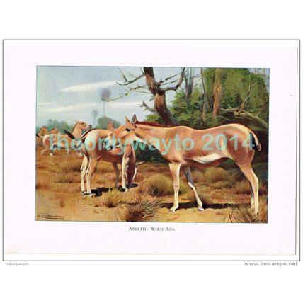 ASIATIC WILD ASS, BOOK ILLUSTRATION (PRINT), LYDEKKER, c1916
