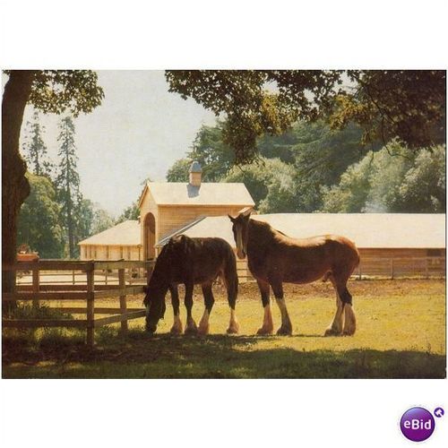 GB Postcard - Courage Shire Horse Centre, Maidenhead -2
