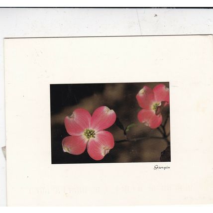 Pink Dogwood Postcard 2005 used VGC
