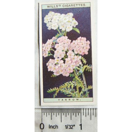 1923 Wills, Wild Flowers No. 49 Yarrow