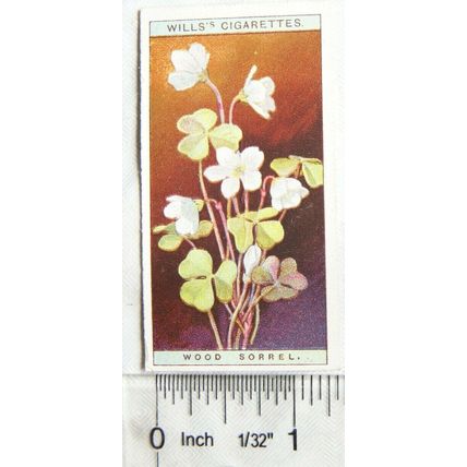 1923 Wills, Wild Flowers No. 48 Wood Sorrel