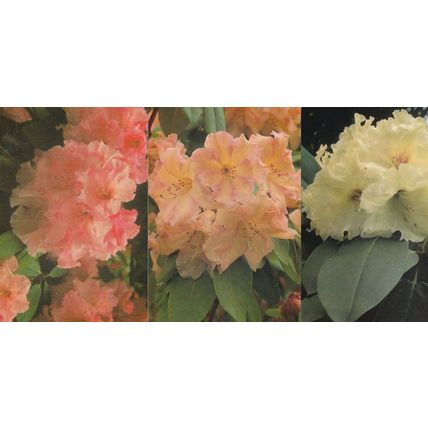 Rhododendron Flowers at Exbury Gardens 3x Stunning Postcard s