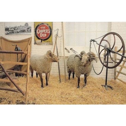 Norfolk Horn Sheep Farming Equipment Museum Postcard