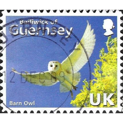 GUERNSEY, BIRD, Common Barn Owl, Tyto alba, blue 2007, UK, #3