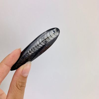 Polished Fossil Orthoceras | 50-75 mm | Pre-Drilled for Pendant Creations[ ]