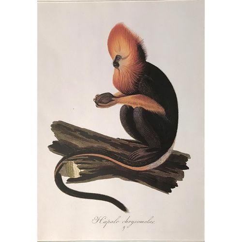 Golden Headed TAMARIN Antique Print Lithograph 1822 Ape vintage Animal Art decor