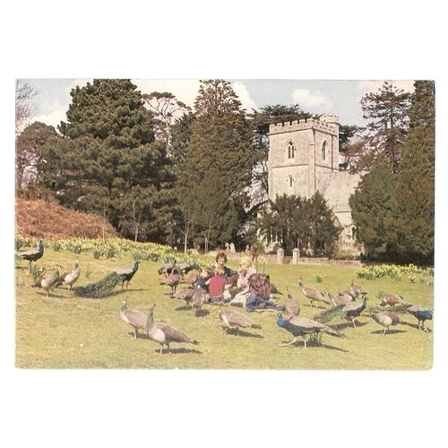 PEACOCKS BY THE CHURCH AT BROWNSEA ISLAND, DORSET unused postcard by Judges =