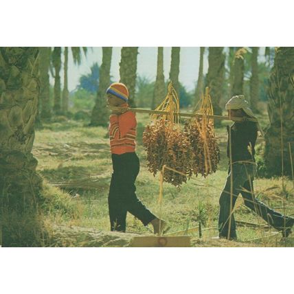 Tunis Children Fruit Transport Labourers Crafts Postcard