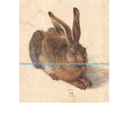 D099031 Feldhase. Albrecht Durer. Albertina