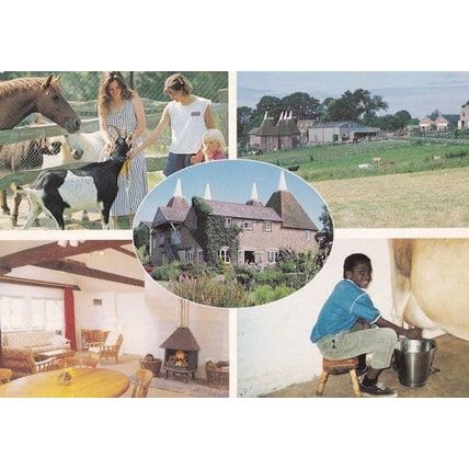 Risebridge Farm Holiday Camp Gloucester Milking A Cow Postcard