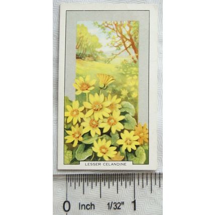 1939 Gallaher's Wild flowers No. 13 Lesser Celandine