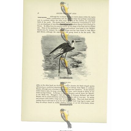 Black Winged-Stilt, Animal Book Illustration (Print), c1916
