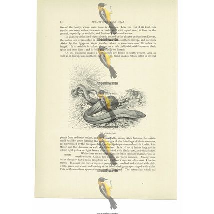 Scheltopusik, Animal Book Illustration (Print), c1916