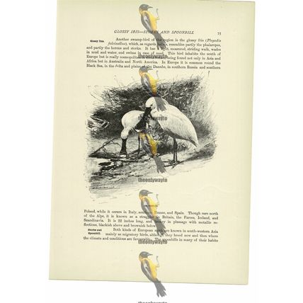 Spoonbills, Animal Book Illustration (Print), c1916