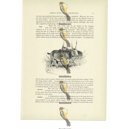 Saiga Antelopes, Animal Book Illustration (Print), c1916