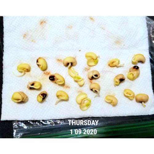 0.250oz California Blackeye Cowpea Seeds Non-GMO