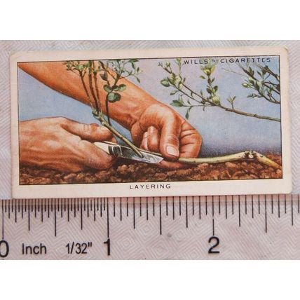 1938 Wills Garden Hints No. 27 Layering