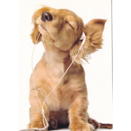 Dog with earphones Postcard used VGC