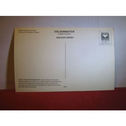 LONG TAILED WOODMOUSE unused vintage postcard Wildlife series Colourmaster #
