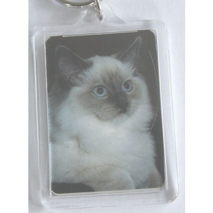 CAT BREED KEY RINGS QUALITY ACRYLIC DOUBLE SIDED PHOTO KEY RINGS 8 BREEDS