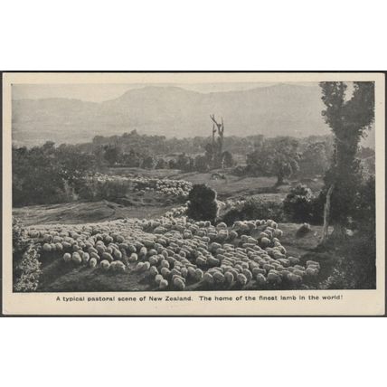A Typical Pastoral Scene of New Zealand, c.1930 - Postcard