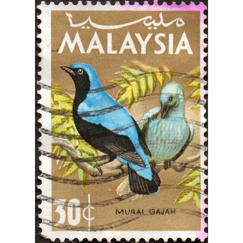 MALAYSIA, BIRDS, Asian Fairy Bluebird, 1965 light brown, 30 c