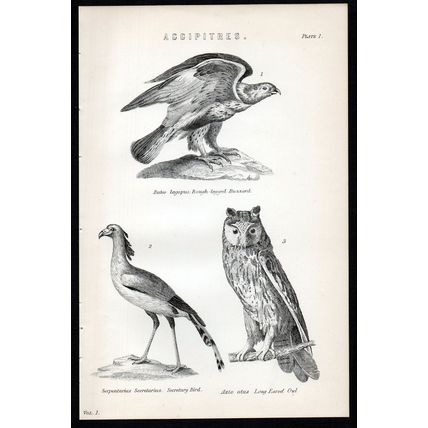 ACCIPITRES 1883 Buzzard Secretary Bird Owl ANTIQUE LITHOGRAPH #1
