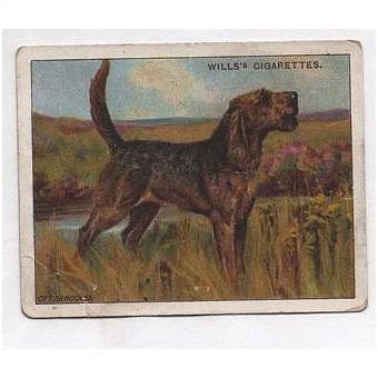 1914 original Wills Dogs 1st A Series large card 10 Otterhound