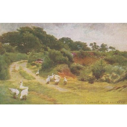 Royden Common Hertfordshire Brockenhurst Swans Green Antique Herts Postcard