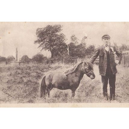 Pony Dick Guiness Book Of Records Smallest Ever Horse Animal Antique Postcard