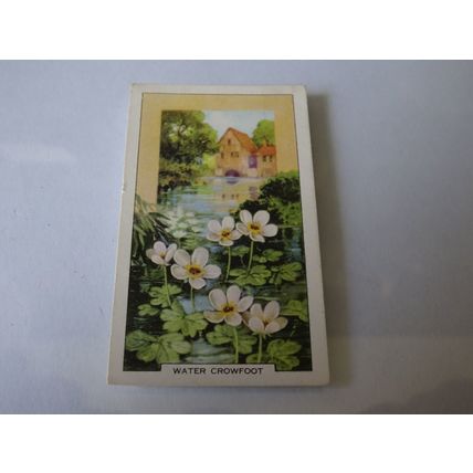 1939 Gallaher Wild Flowers Card # 48 of 48 Water Crowfoot Good (2)