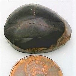 Petrified Wood Freeform Gemstone Cabochon 26