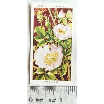 1936 Wills, Wild Flowers No. 34 Dog Rose