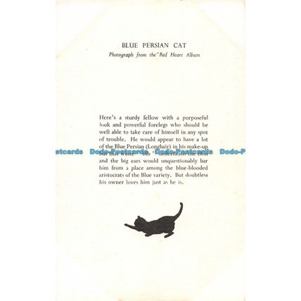 R056497 Blue Persian Cat