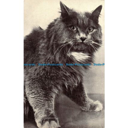 R056497 Blue Persian Cat