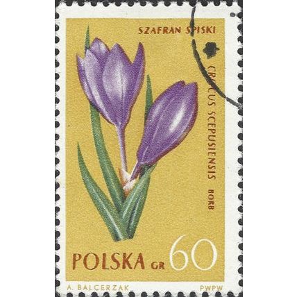 POLAND, FLOWER, Crocus, yellow 1962, 60gr