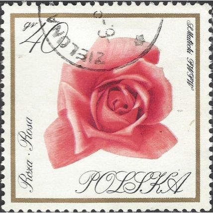 POLAND, FLOWER, Rose, white 1966, 40gr