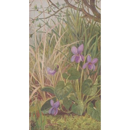 Dog Violet British Wild Flowers Medici Vintage Flower Postcard