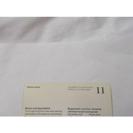 WEBBS GARDENING CARD / CHINA ROSES (11) (21/06)