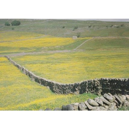 Mallerstang Valley Yorkshire Upper Eden Rare Postcard