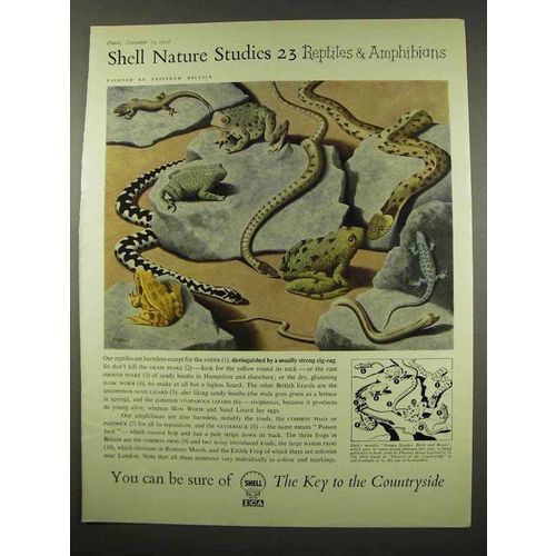 1956 Shell Oil Ad - Art by Tristram Hillier - Reptiles